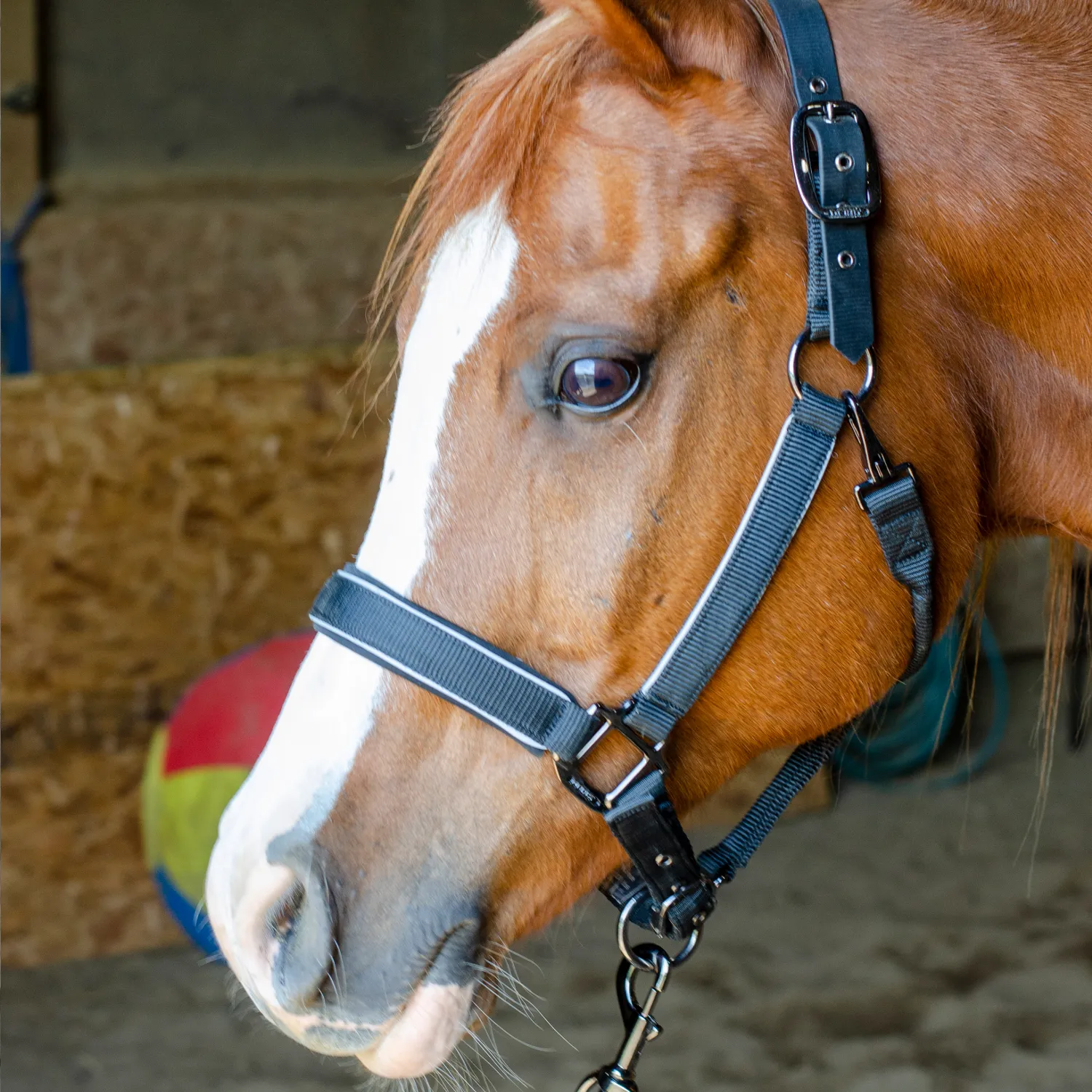 Derby Originals Desert Rose Collection Blackout Reflective Safety Flex-Webb Horse Halters with Matching Lead Ropes